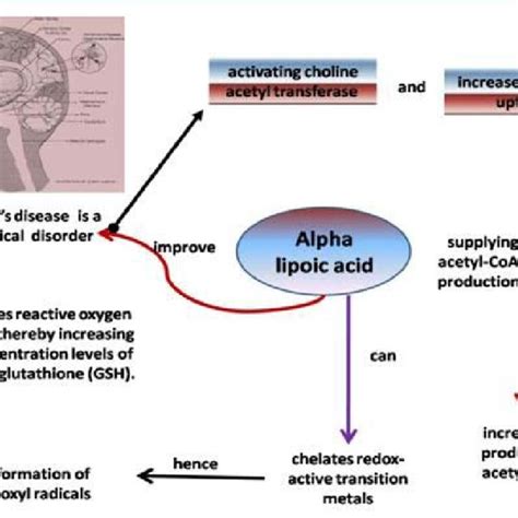 AI by AI2 Disclaimer The information contained herein should NOT be used as a substitute for the advice of an appropriately qualified and licensed physician or other health care provider. . Alpha lipoic acid interaction with metformin